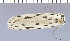  (Ethmia crocosoma - green-99)  @11 [ ] Unspecified (default): All Rights Reserved  Unspecified Unspecified