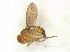  (Drosophila vulcana - NewGF02Dipt1202)  @13 [ ] Unspecified (default): All Rights Reserved  Unspecified Unspecified