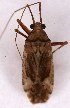  (Phytocoris dimidiatus - EUBUG_1182_f_Phytdimi5)  @12 [ ] Unspecified (default): All Rights Reserved  Unspecified Unspecified