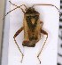  (Polymerus asperulae - EUBUG_1420_m_Polyaspe2)  @12 [ ] Unspecified (default): All Rights Reserved  Unspecified Unspecified