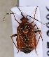  (Deraeocoris ruber - EUBUG_417_f_Derarube2)  @14 [ ] Unspecified (default): All Rights Reserved  Unspecified Unspecified