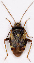  (Polymerus microphthalmus - EUBUG_443_f_Polymicr1)  @13 [ ] Unspecified (default): All Rights Reserved  Unspecified Unspecified