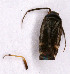  (Criocoris crassicornis - EUBUG_544_m_Criocras4)  @13 [ ] Unspecified (default): All Rights Reserved  Unspecified Unspecified