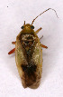  (Apolygus limbatus - EUBUG_553_f_Apollimb2)  @14 [ ] Unspecified (default): All Rights Reserved  Unspecified Unspecified