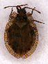  (Acalypta musci - EUBUG_603_f_Acalmusc5)  @13 [ ] Unspecified (default): All Rights Reserved  Unspecified Unspecified