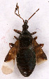  (Elatophilus pini - EUBUG_644_f_Elatpini1)  @11 [ ] Unspecified (default): All Rights Reserved  Unspecified Unspecified