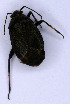  (Polymerus nigrita - EUBUG_696_f_Polynigr4)  @14 [ ] Unspecified (default): All Rights Reserved  Unspecified Unspecified