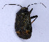  (Polymerus nigrita - EUBUG_697_f_Polynigr5)  @14 [ ] Unspecified (default): All Rights Reserved  Unspecified Unspecified
