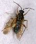  (Dicyphus globulifer - EUBUG_716_f_Dicyglob1)  @14 [ ] Unspecified (default): All Rights Reserved  Unspecified Unspecified