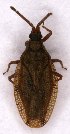  (Catoplatus fabricii - EUBUG_895_m_Catofabr3)  @13 [ ] Unspecified (default): All Rights Reserved  Unspecified Unspecified