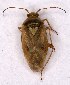  (Lygus rugulipennis - EUBUG_903_f_Lygurugu8)  @14 [ ] Unspecified (default): All Rights Reserved  Unspecified Unspecified