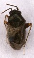  (Chlamydatus pullus - EUBUG_975_m_Chlapull4)  @13 [ ] Unspecified (default): All Rights Reserved  Unspecified Unspecified