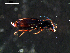  ( - DZMB_Carabidae_0290)  @12 [ ] CreativeCommons - Attribution Share-Alike (2015) Michael Raupach DZMB / Senckenberg am Meer