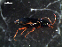  ( - DZMB_Carabidae_0292)  @13 [ ] CreativeCommons - Attribution Share-Alike (2015) Michael Raupach DZMB / Senckenberg am Meer