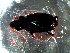  ( - DZMB_Carabidae_0385)  @12 [ ] CreativeCommons - Attribution Share-Alike (2016) Michael Raupach DZMB / Senckenberg am Meer