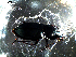  ( - DZMB_Carabidae_0387)  @12 [ ] CreativeCommons - Attribution Share-Alike (2016) Michael Raupach DZMB / Senckenberg am Meer