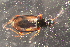  ( - DZMB_Carabidae_0684)  @12 [ ] CreativeCommons - Attribution Non-Commercial Share-Alike (2017) Michael Raupach Carl von Ossietzky University