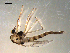  ( - PEPI-01-A02)  @13 [ ] CreativeCommons - Attribution (2010) Gergin Blagoev, Centre for Biodiversity Genomics Centre for Biodiversity Genomics