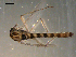  ( - PEPI-01-A07)  @13 [ ] CreativeCommons - Attribution (2010) Gergin Blagoev, Centre for Biodiversity Genomics Centre for Biodiversity Genomics