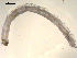  ( - PEPI-01-D10)  @12 [ ] CreativeCommons - Attribution (2010) Gergin Blagoev, Centre for Biodiversity Genomics Centre for Biodiversity Genomics