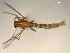  ( - PEPI-01-E03)  @12 [ ] CreativeCommons - Attribution (2010) Gergin Blagoev, Centre for Biodiversity Genomics Centre for Biodiversity Genomics