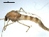  (Chironomus vancouveri - PEPI-01-G03)  @11 [ ] CreativeCommons - Attribution (2010) Gergin Blagoev, Centre for Biodiversity Genomics Centre for Biodiversity Genomics