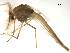  (Chironomus plumosus - PEPI-01-G12)  @13 [ ] CreativeCommons - Attribution (2010) Gergin Blagoev, Centre for Biodiversity Genomics Centre for Biodiversity Genomics