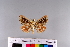  ( - RVcoll.11-G134)  @11 [ ] Copyright (2015) Roger Vila Institut de Biologia Evolutiva (CSIC-UPF), Butterfly Diversity and Evolution Lab