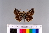  ( - RVcoll.11-G136)  @11 [ ] Copyright (2015) Roger Vila Institut de Biologia Evolutiva (CSIC-UPF), Butterfly Diversity and Evolution Lab