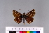  ( - RVcoll.11-G137)  @11 [ ] Copyright (2015) Roger Vila Institut de Biologia Evolutiva (CSIC-UPF), Butterfly Diversity and Evolution Lab
