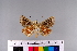  ( - RVcoll.11-G137)  @11 [ ] Copyright (2015) Roger Vila Institut de Biologia Evolutiva (CSIC-UPF), Butterfly Diversity and Evolution Lab