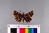  ( - RVcoll.11-G145)  @11 [ ] Copyright (2015) Roger Vila Institut de Biologia Evolutiva (CSIC-UPF), Butterfly Diversity and Evolution Lab