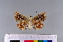  ( - RVcoll.11-G145)  @11 [ ] Copyright (2015) Roger Vila Institut de Biologia Evolutiva (CSIC-UPF), Butterfly Diversity and Evolution Lab