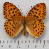  (Argynnis - RVcoll.14-N572)  @15 [ ] Copyright (2015) Martin Gascoigne-Pees Unspecified