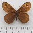  (Erebia cyclopius - RVcoll.14-N868)  @15 [ ] Copyright (2015) Martin Gascoigne-Pees Unspecified