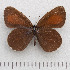  (Erebia discoidalis - RVcoll.14-N873)  @14 [ ] Copyright (2015) Martin Gascoigne-Pees Unspecified