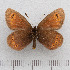  (Erebia orientalis - RVcoll.14-N891)  @11 [ ] Copyright (2015) Martin Gascoigne-Pees Unspecified