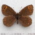  (Erebia triarius - RVcoll.14-N900)  @14 [ ] Copyright (2015) Martin Gascoigne-Pees Unspecified