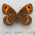  (Erebia meolans - RVcoll.14-N912)  @14 [ ] Copyright (2015) Martin Gascoigne-Pees Unspecified