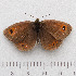  (Erebia ottomana - RVcoll.14-N914)  @14 [ ] Copyright (2015) Martin Gascoigne-Pees Unspecified