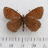  (Erebia polaris - RVcoll.14-N920)  @13 [ ] Copyright (2015) Martin Gascoigne-Pees Unspecified