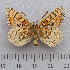  (Euphydryas desfontainii - RVcoll.14-N933)  @15 [ ] Copyright (2015) Martin Gascoigne-Pees Unspecified