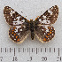  (Euphydryas - RVcoll.14-N939)  @15 [ ] Copyright (2015) Martin Gascoigne-Pees Unspecified