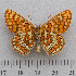  (Euphydryas intermedia - RVcoll.14-N944)  @15 [ ] Copyright (2015) Martin Gascoigne-Pees Unspecified