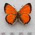  (Lycaena ottomana - RVcoll.14-O063)  @15 [ ] Copyright (2015) Martin Gascoigne-Pees Unspecified