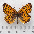  (Melitaea arduinna - RVcoll.14-O092)  @14 [ ] Copyright (2015) Martin Gascoigne-Pees Unspecified