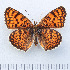  (Melitaea arduinna - RVcoll.14-O093)  @14 [ ] Copyright (2015) Martin Gascoigne-Pees Unspecified