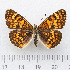  (Melitaea deione - RVcoll.14-O094)  @15 [ ] Copyright (2015) Martin Gascoigne-Pees Unspecified