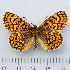  (Melitaea deione - RVcoll.14-O095)  @15 [ ] Copyright (2015) Martin Gascoigne-Pees Unspecified