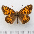  (Melitaea diamina - RVcoll.14-O098)  @15 [ ] Copyright (2015) Martin Gascoigne-Pees Unspecified